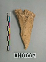 藏品(獸骨)的圖片